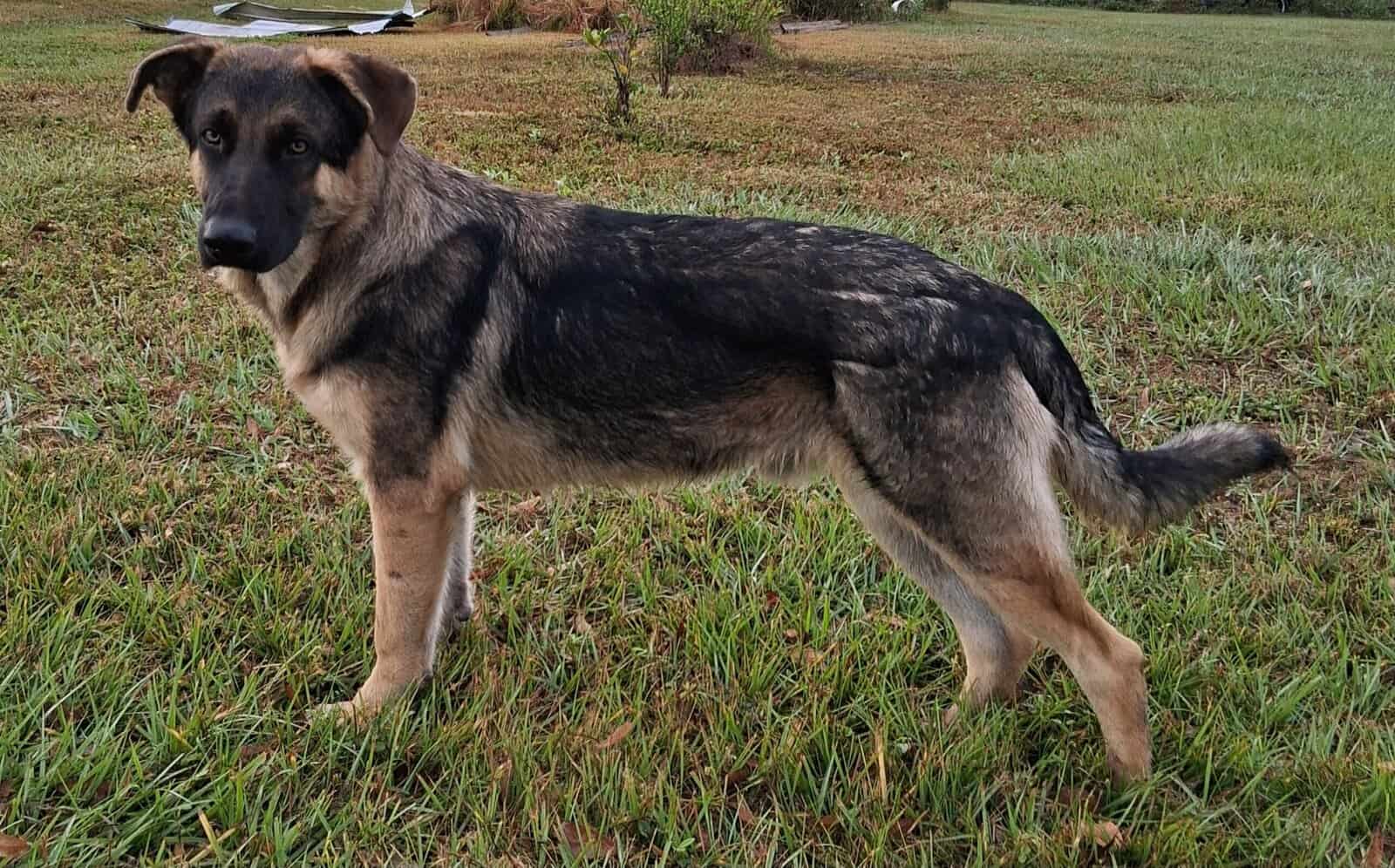 German Shepherd image 1