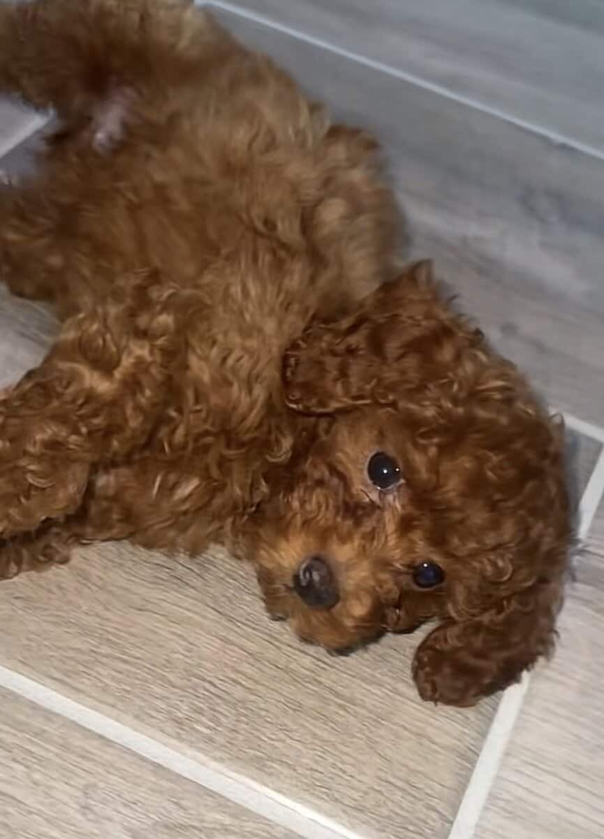 3 month old toy poodle puppy image 2
