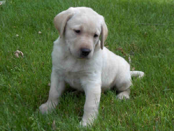 Labrador Puppies, Yellow, AKC Reg. image 4