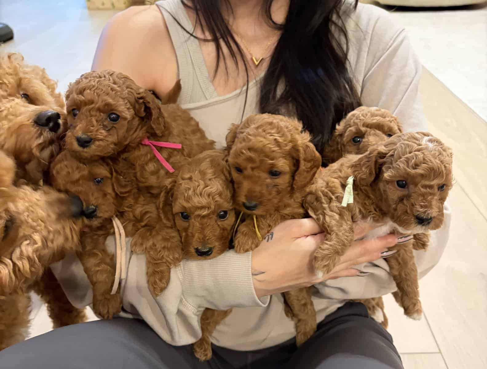 Micro mini goldendoodles 🤎 image 5