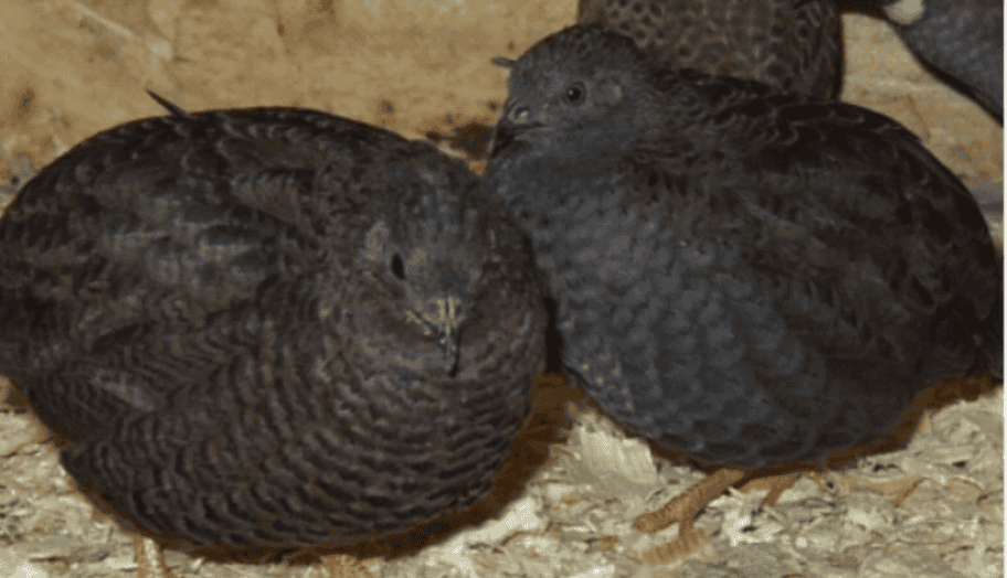 BUTTON QUAIL FOR SALE,,,,ALL COLORS image 2