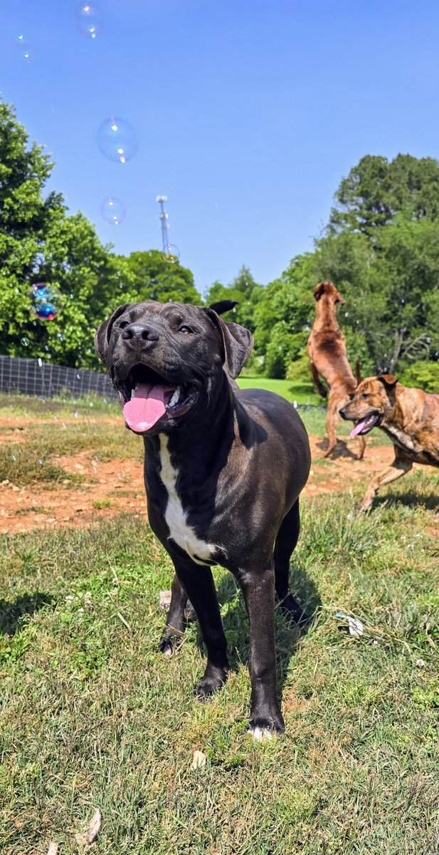 10 young mutts in search of forever homes image 6