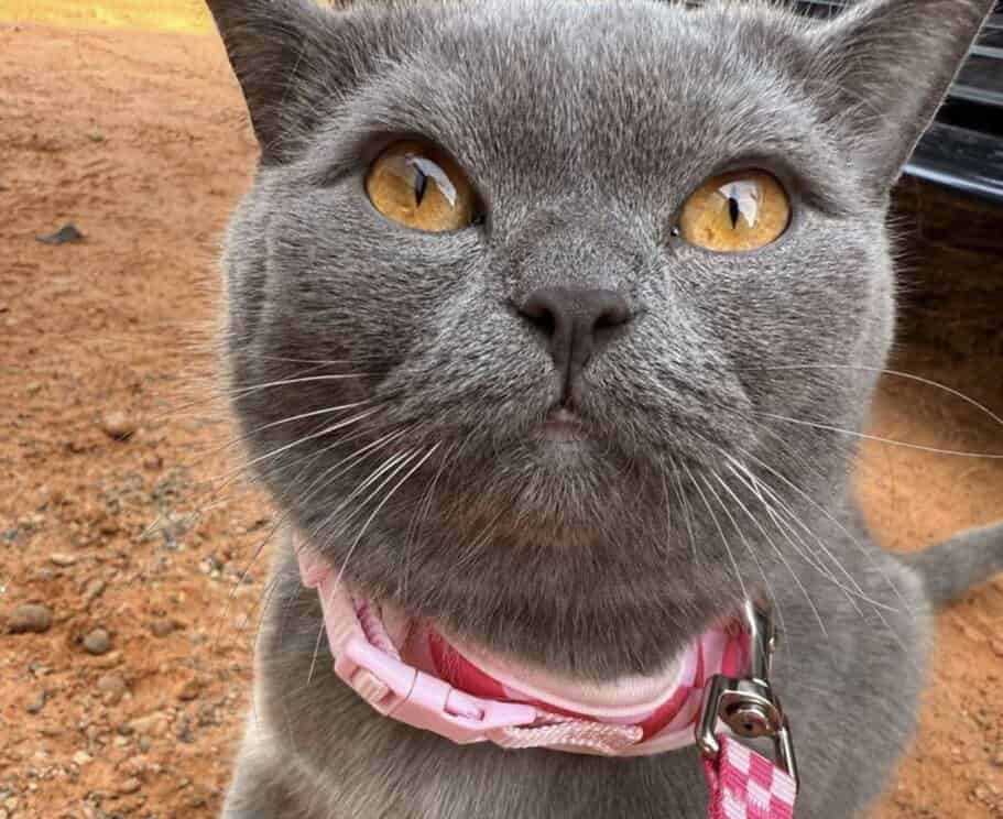 Grey cat 8 months old image 1