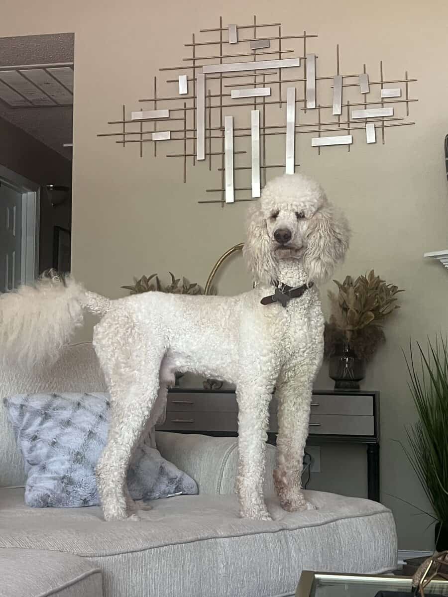 Full-Bred Registered Poodle – 4 Years Old – Kid-Fr image 3
