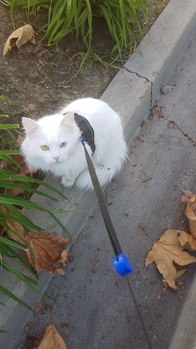 Turkish Angora Kittens image 8
