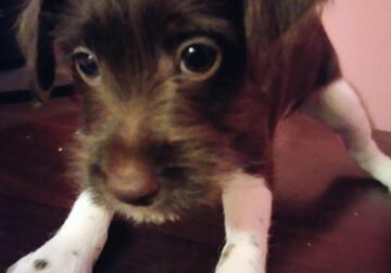 Miniature Schnauzer/ Jack Russell Terrier Puppy #1