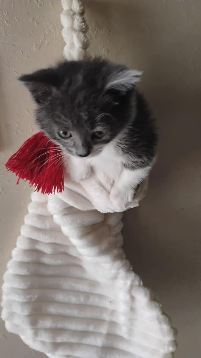 Munchkin British shorthair image 5