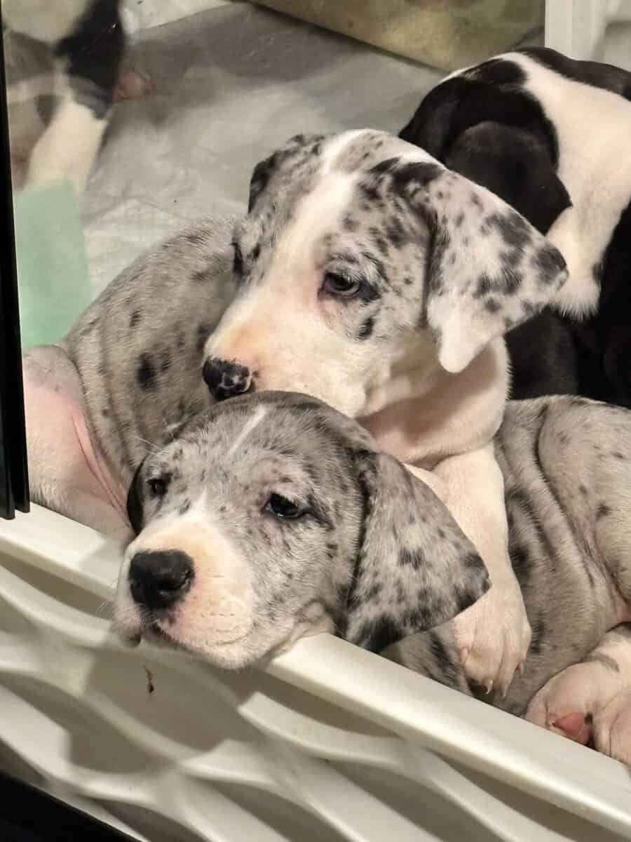 Great Dane puppies image 9