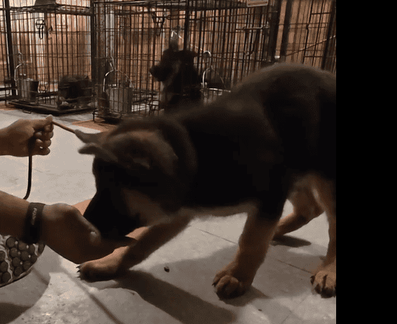 Rodner German Shepherds image 2
