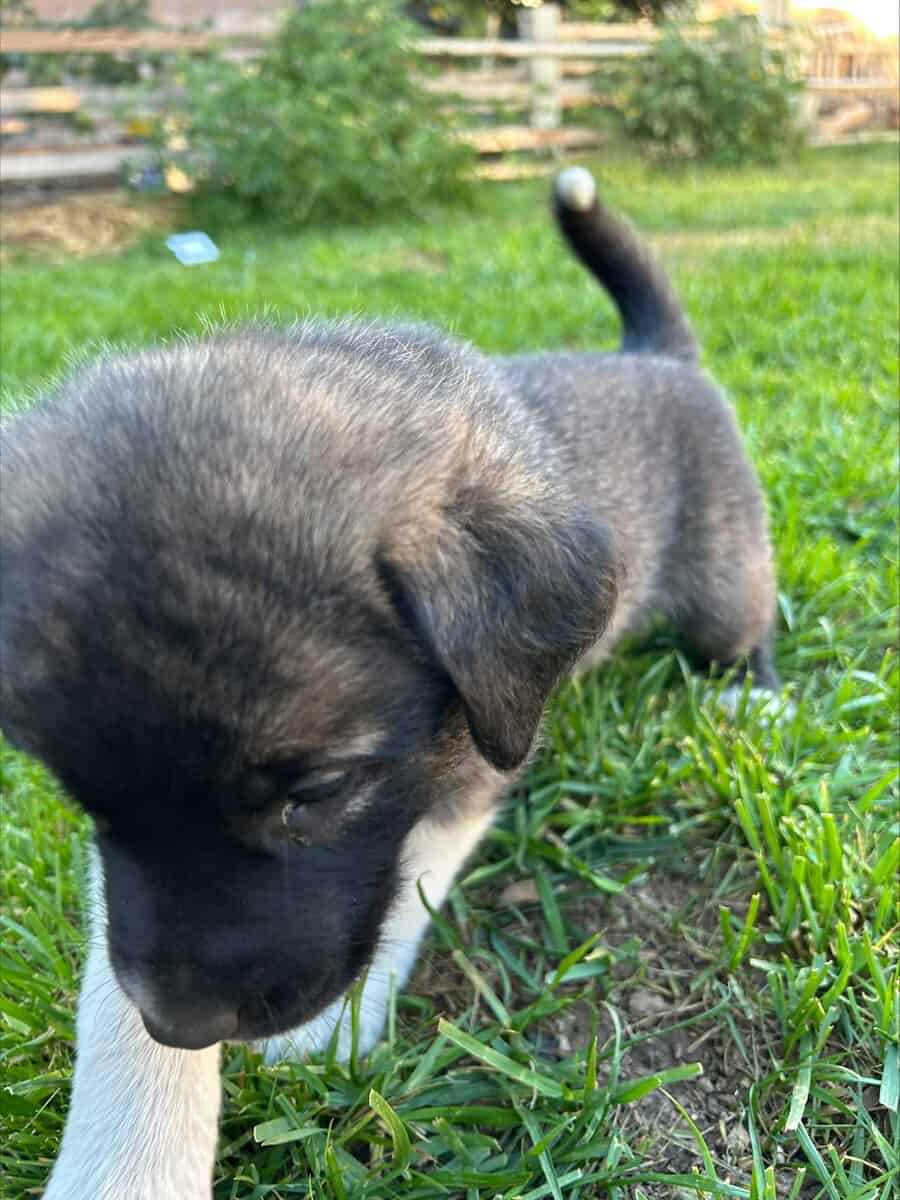 Anatolian Shepherds image 10