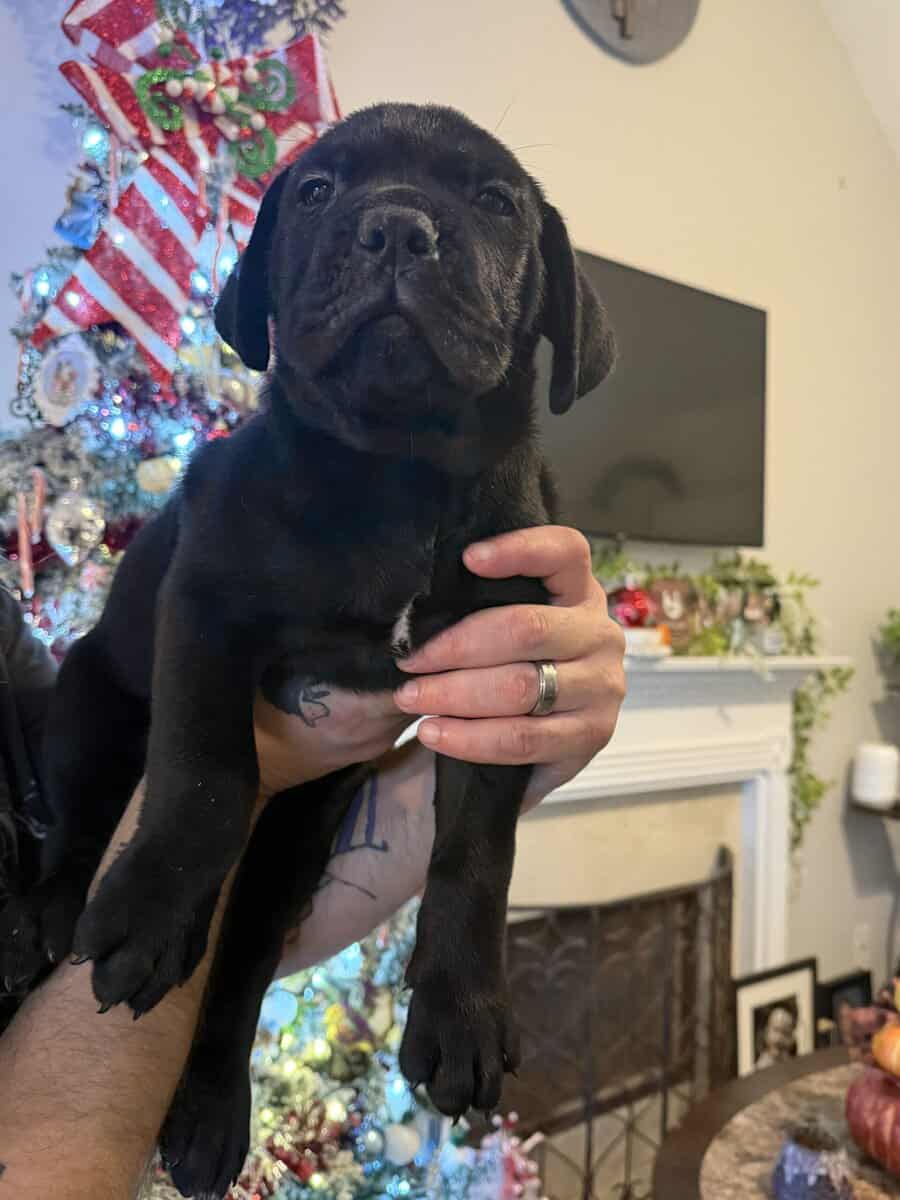 8 weeks old Male Cane Corso image 6