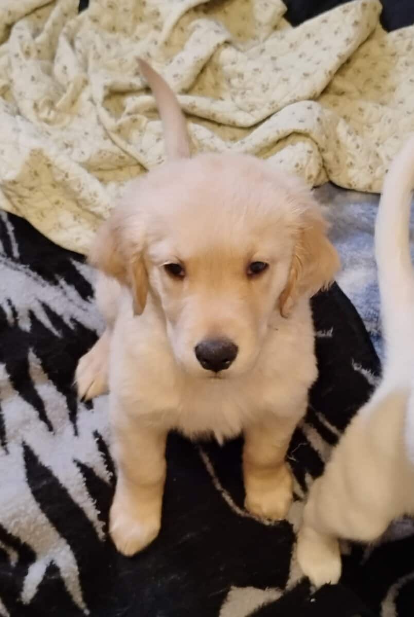 Golden Retriever puppies image 1