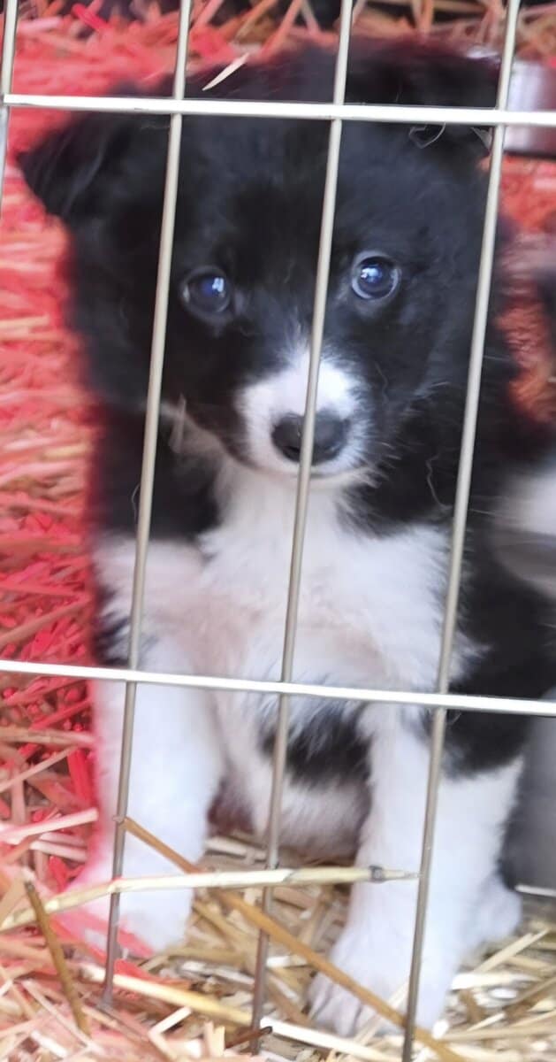 Christmas Puppies!!!...4 sold, 5 females left!!!.. image 6