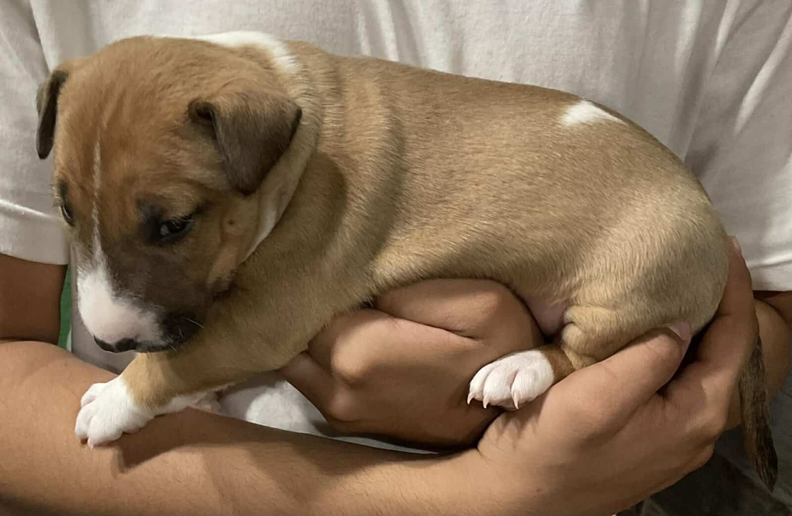 AKC Bull Terrier puppies for Sale image 2