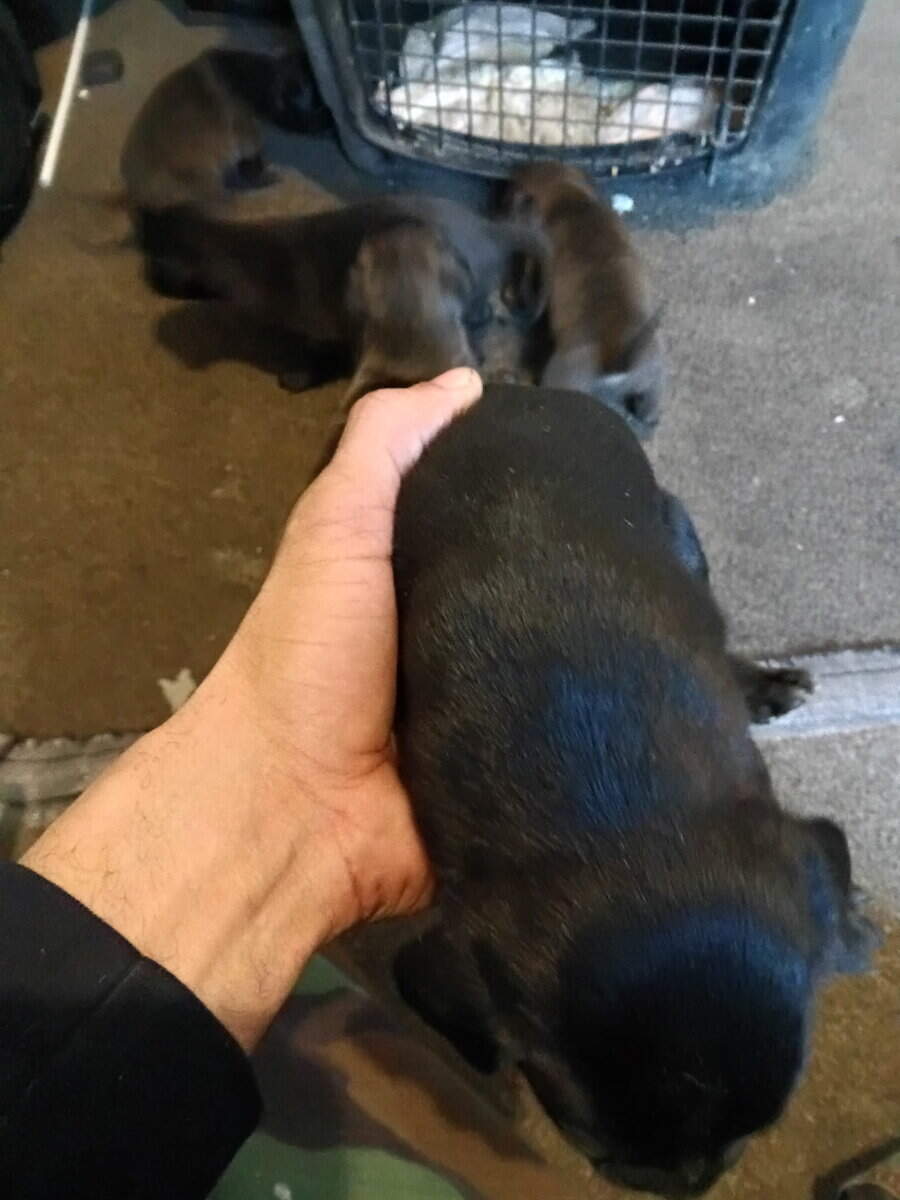 Beautiful 2 months old puppies image 9