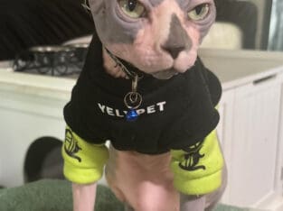 Handsome Male Sphynx Stud