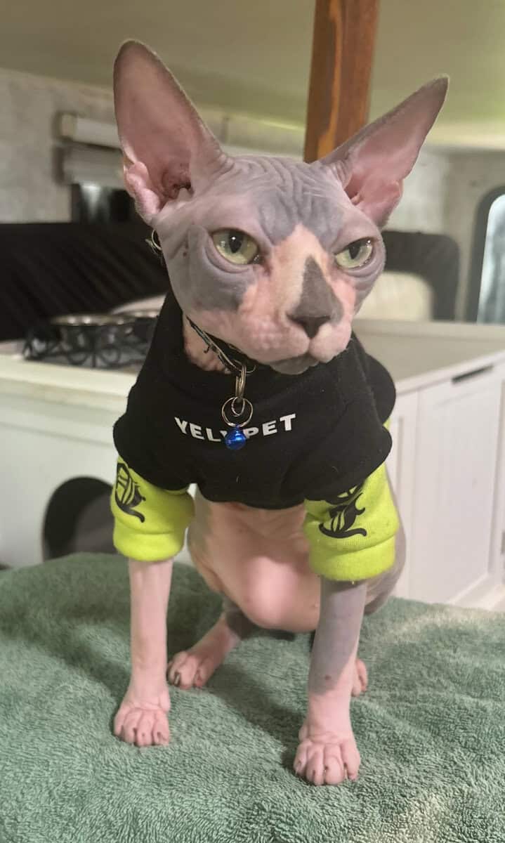 Handsome Male Sphynx Stud image 1