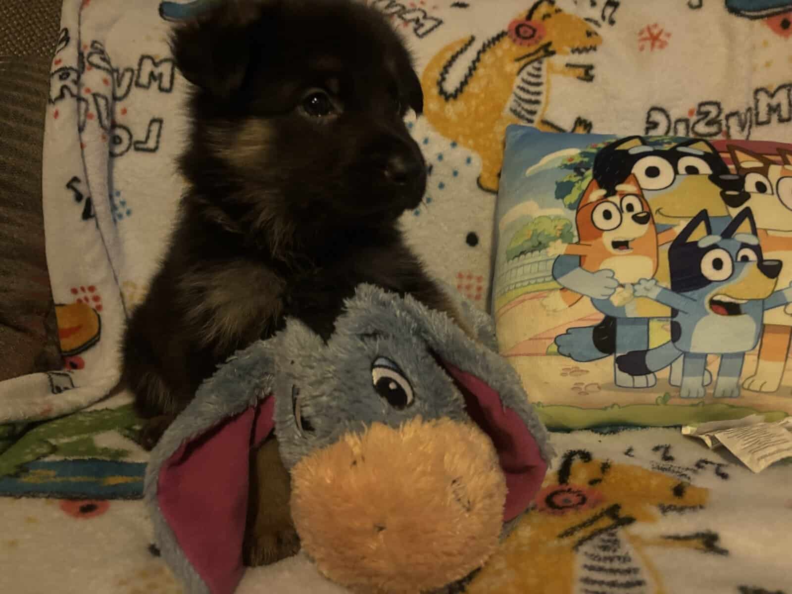 Full bred, German Shepherd puppies image 3