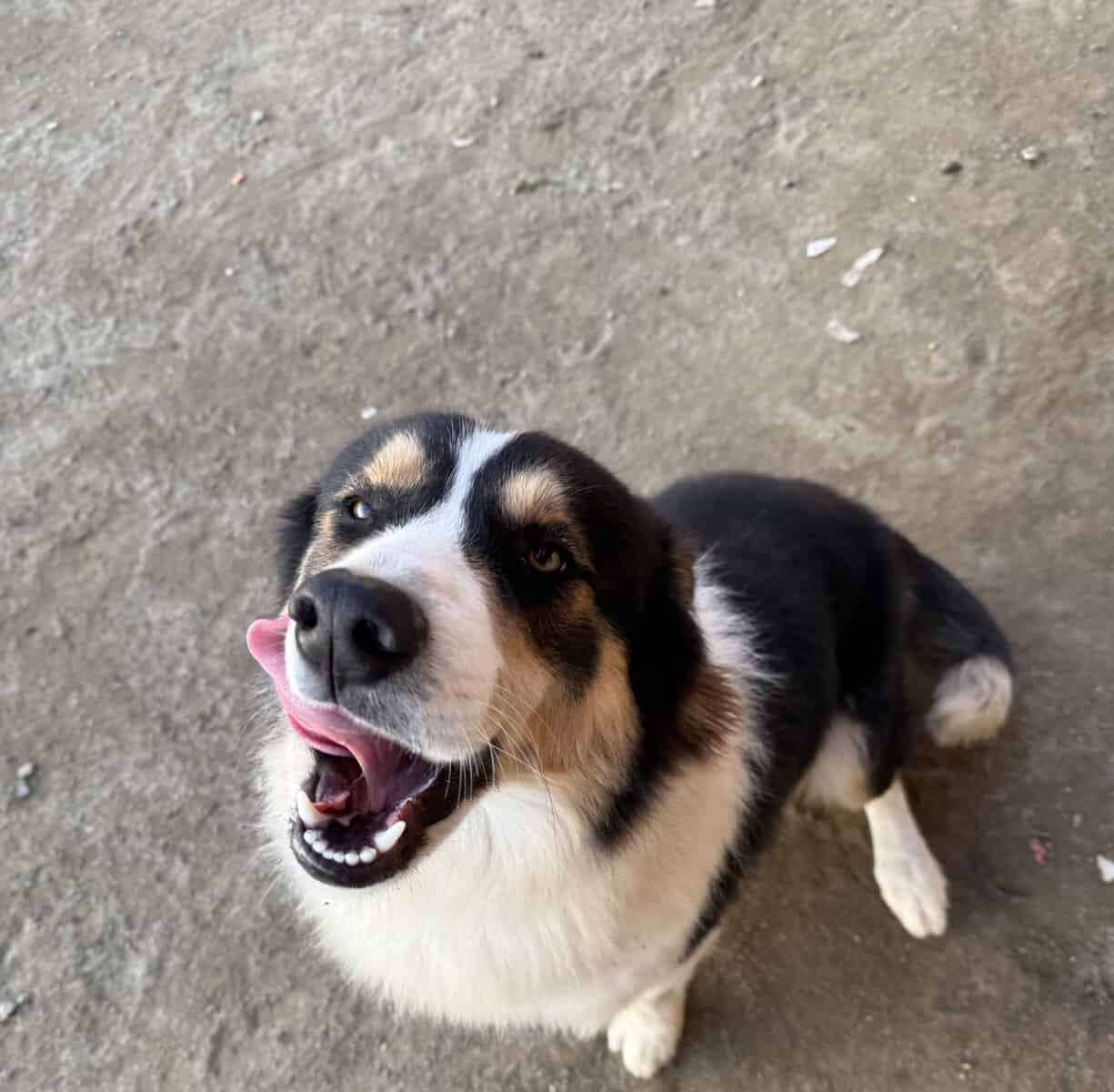 Rehoming Australian Shepherd image 1
