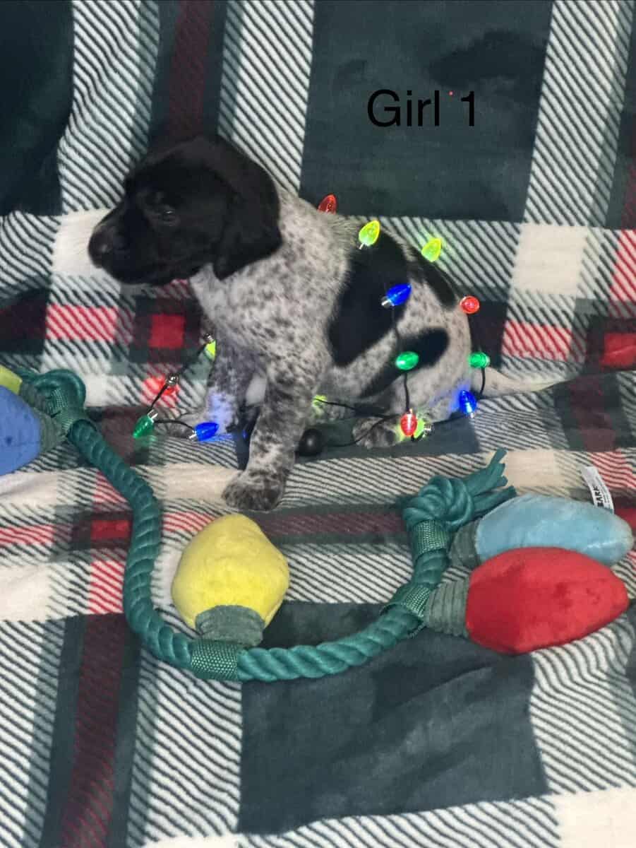 German Shorthair Pointer Puppies image 1