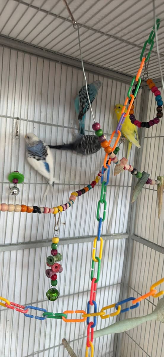 Parakeets/Budgies image 2