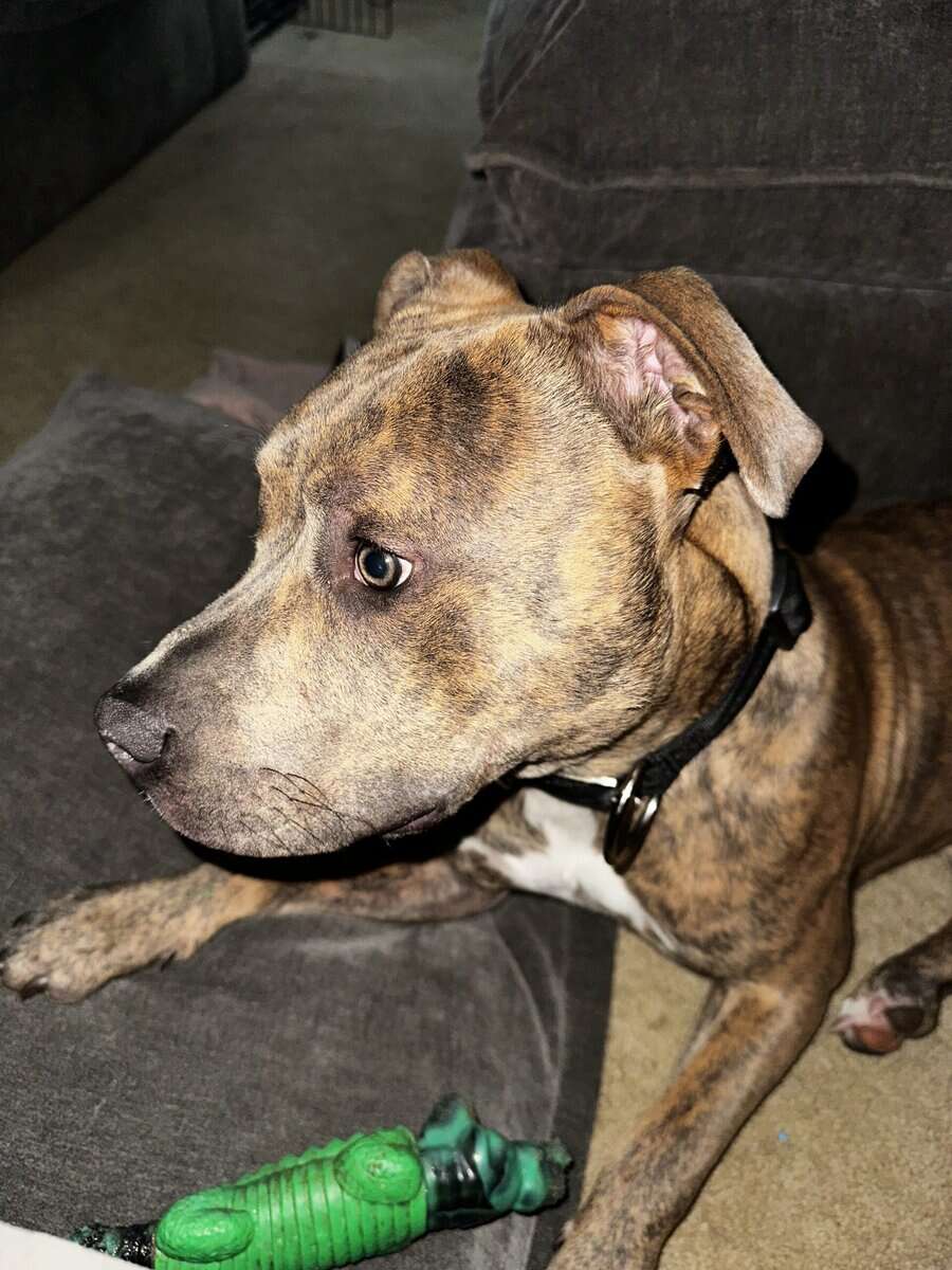 10 month old Bully Pitbull image 2