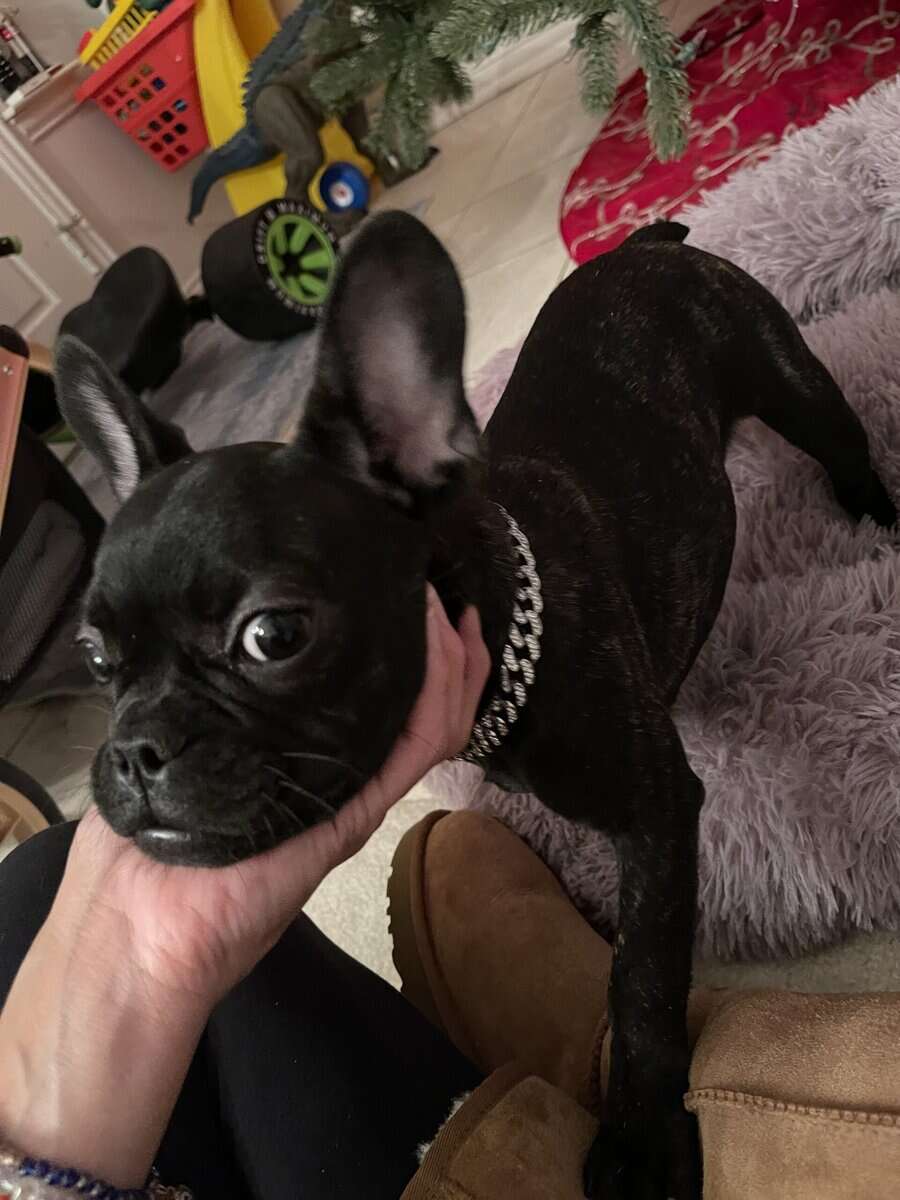 Christmas French Bulldog Pup image 1