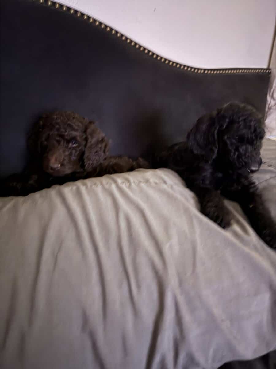 Golden Doodles AKC image 3