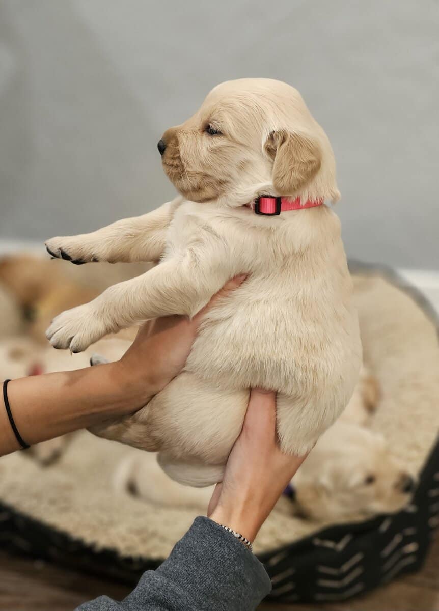 Puppy Boy image 4