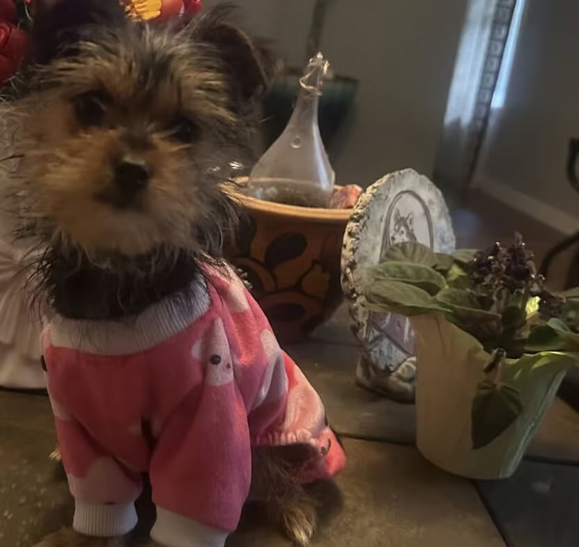yorkie puppies image 1