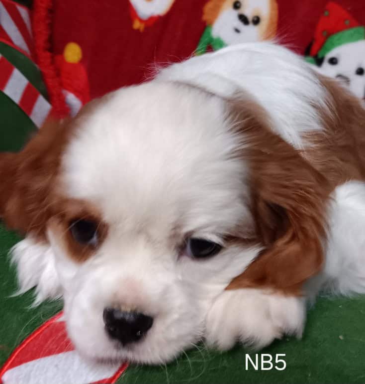 AKC Cavalier Puppies image 6