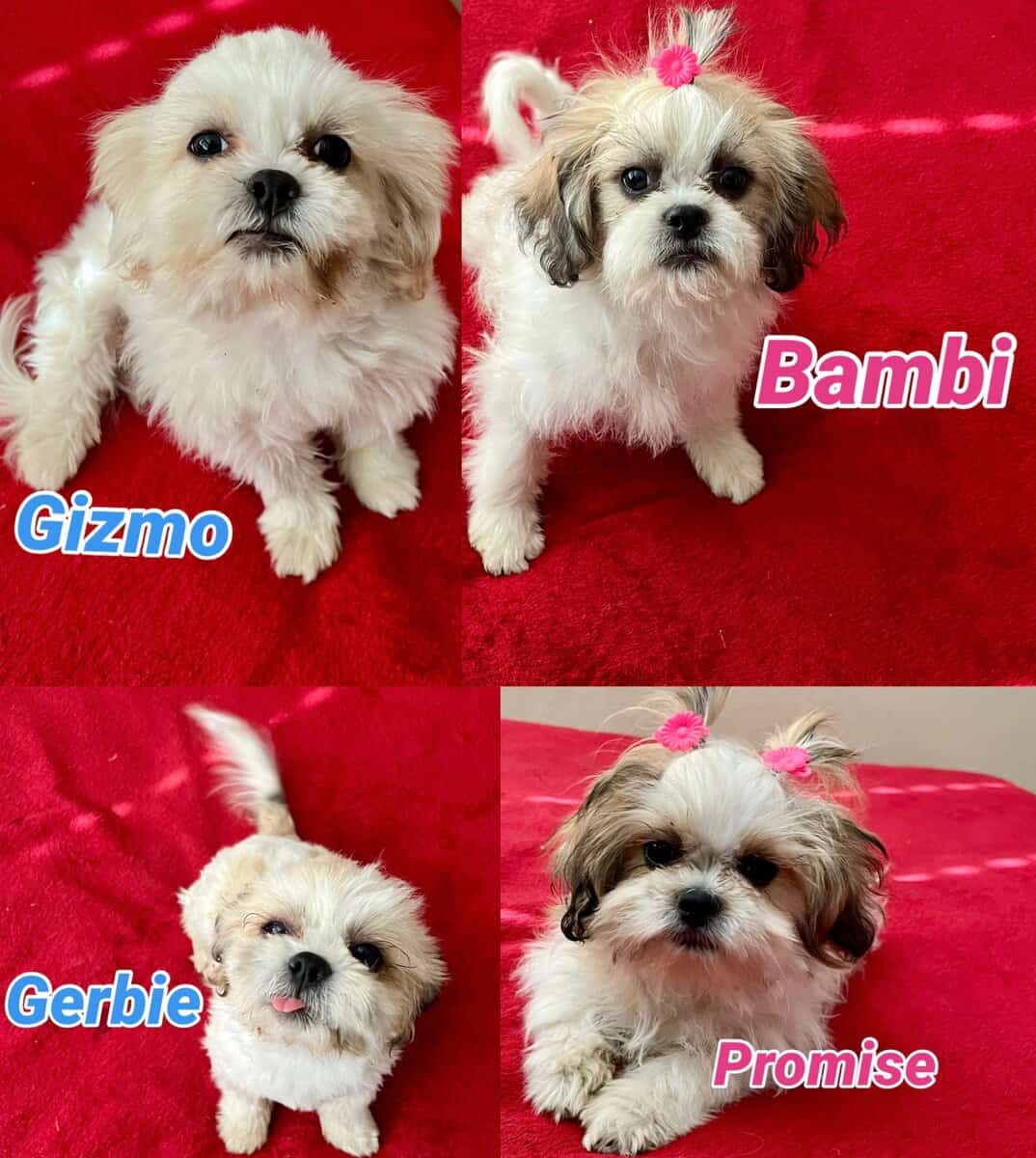 Loving Shih Tzu Puppies - Las Vegas image 1