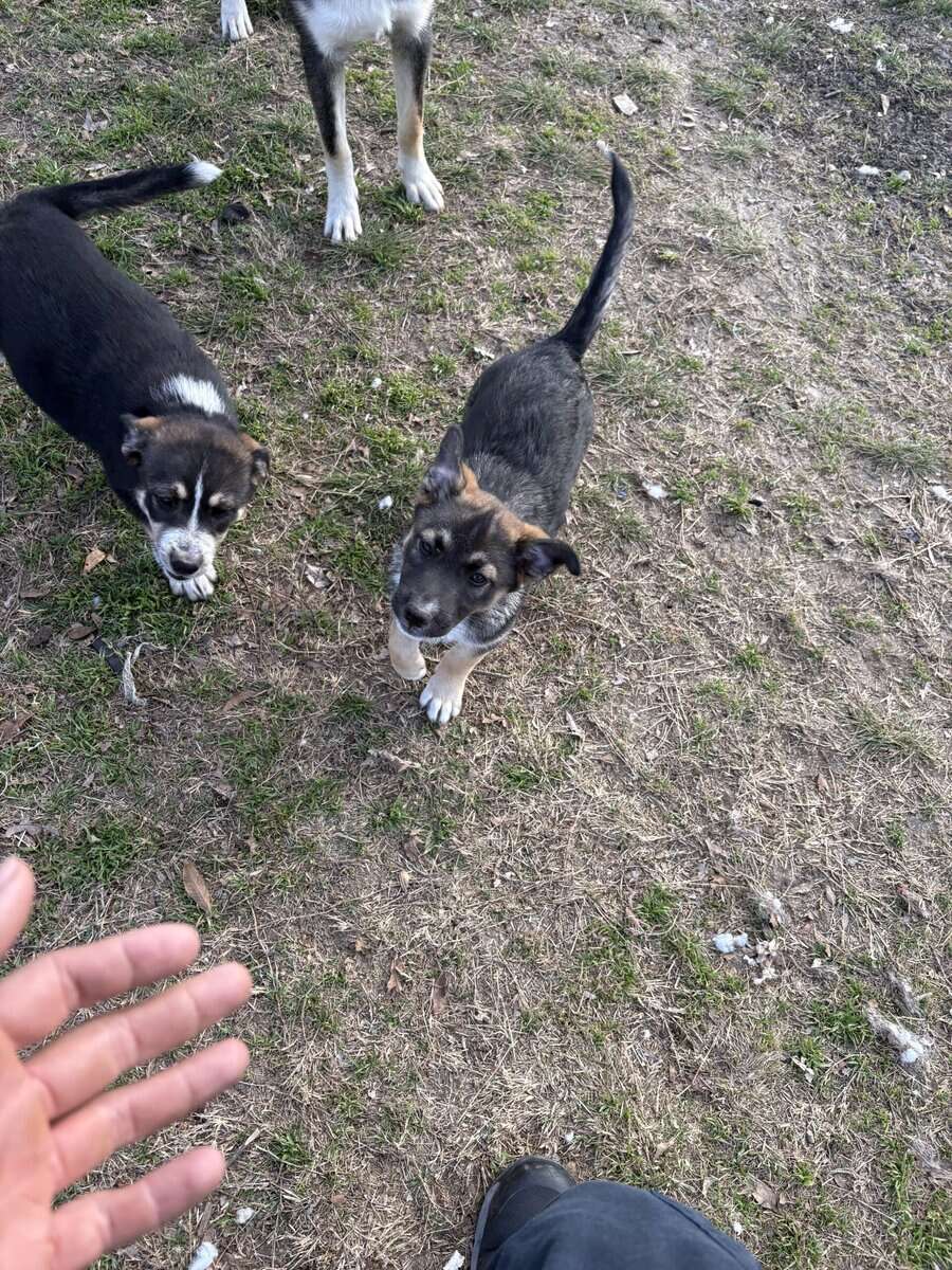 free puppies image 1