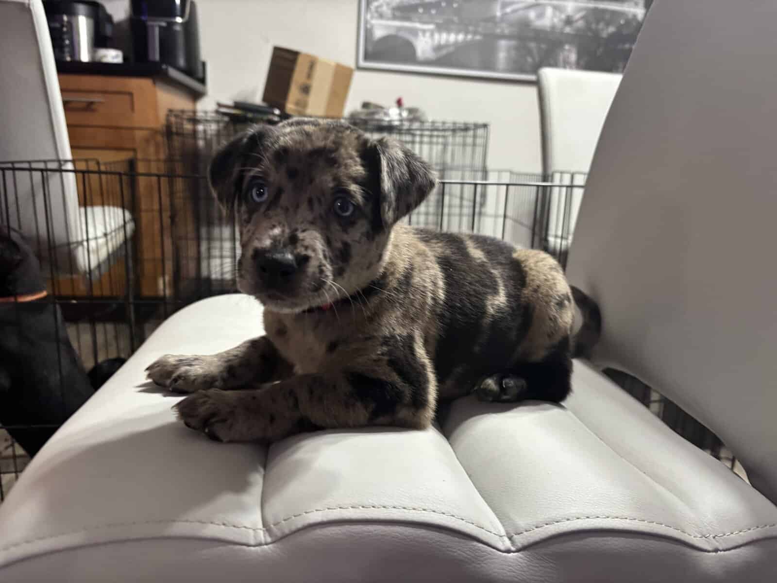 Catahoula puppy for sale image 1