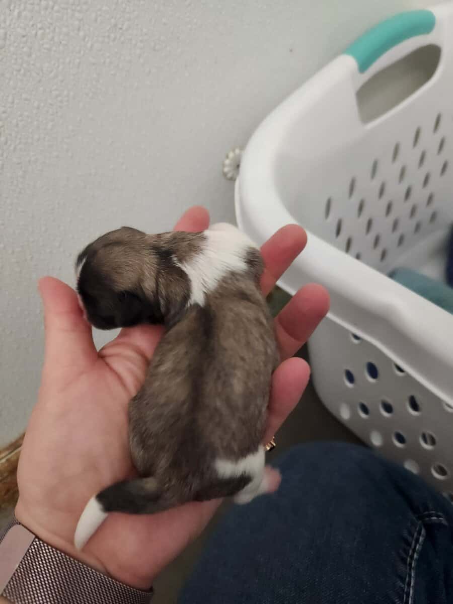 Sukis puppy #3 image 4