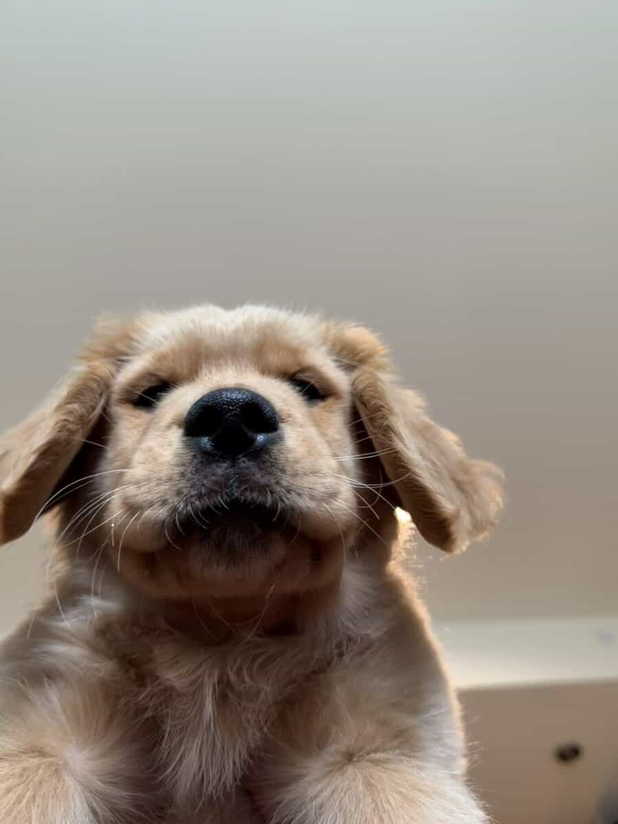 Golden Retriever Puppy to rehome image 6