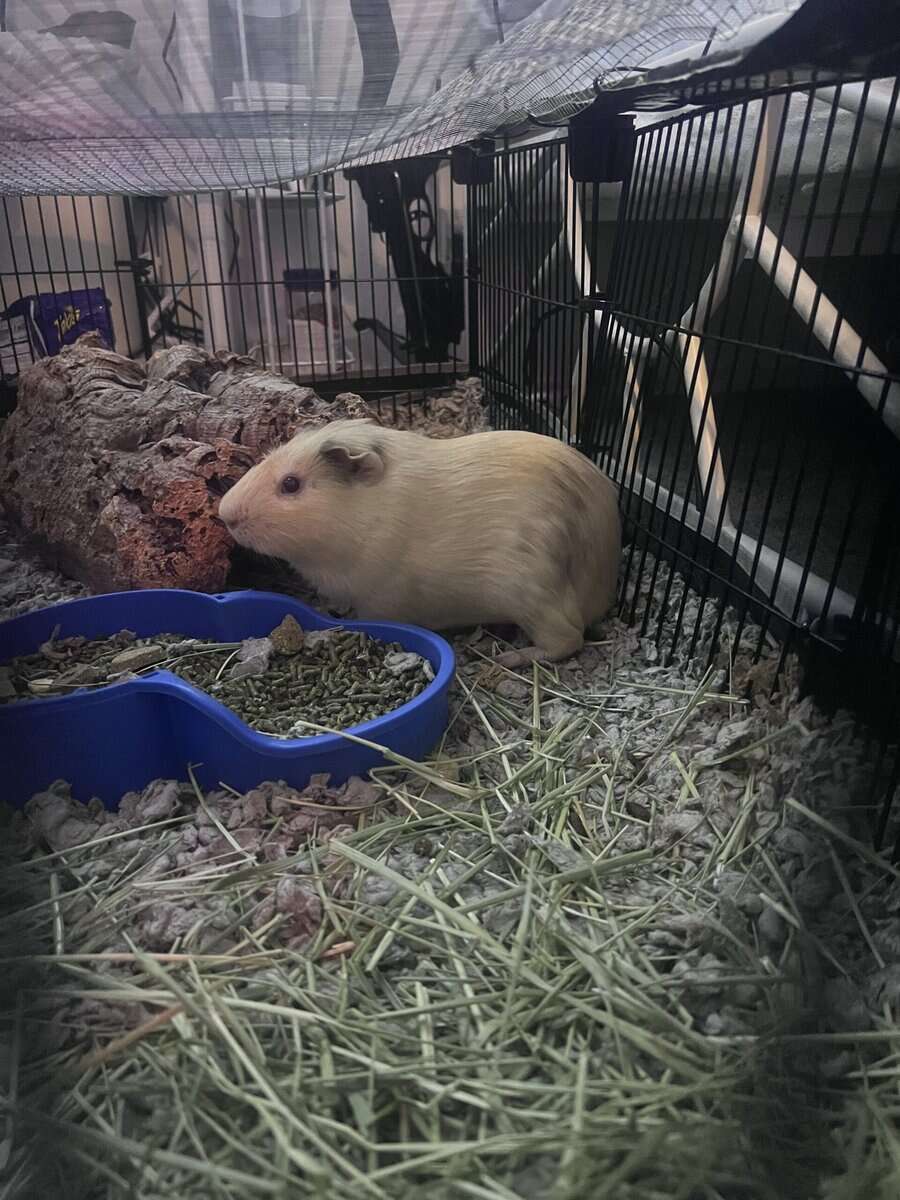 Guinea pig for rehoming 2 image 1