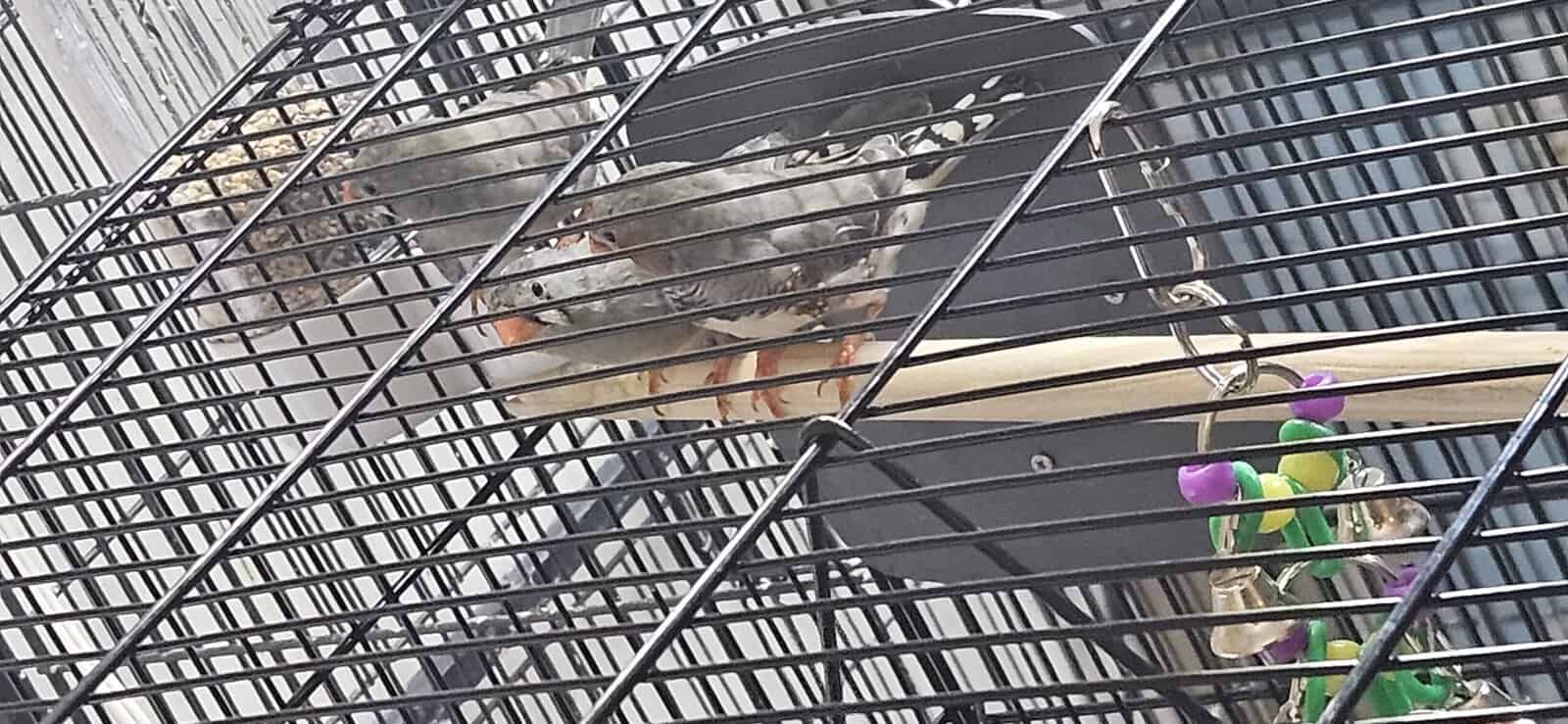 Up to THREE Zebra Finches babies image 2