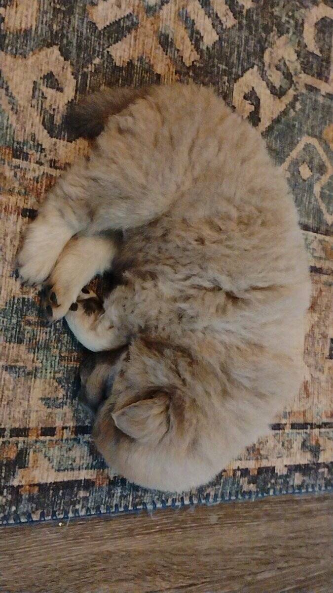 Chow Chow puppies image 6