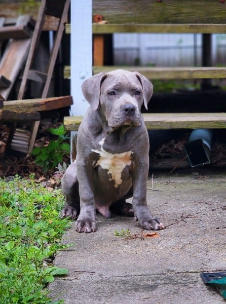 "Dynasty" American Bulldog Pitbull Intact image 1