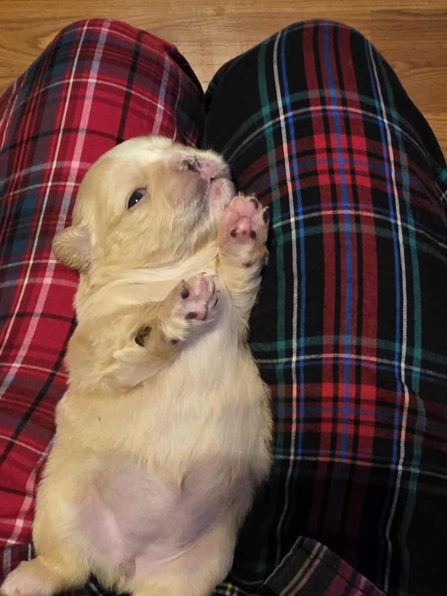 Full Fluffy French bull dog image 6