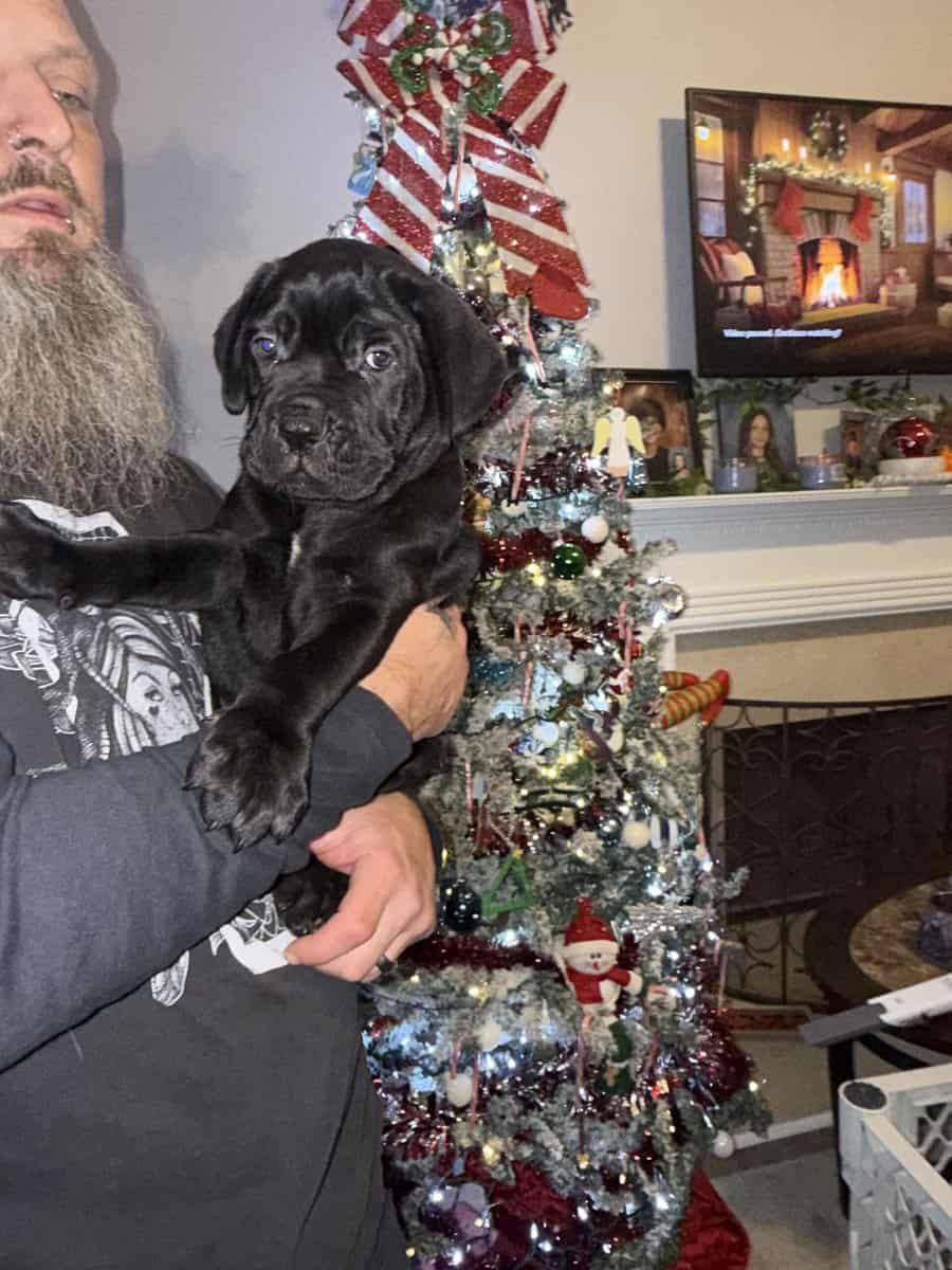 8 weeks old Male Cane Corso image 4