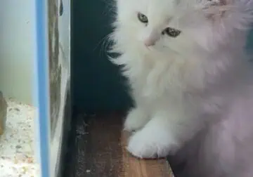 Pure White Persian Kittens (Atlanta)