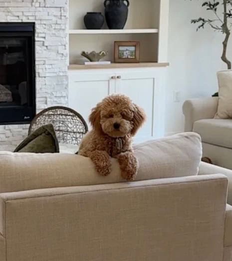 Charlie - Cavapoo image 1