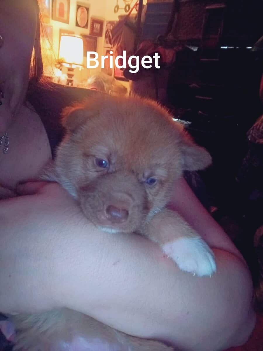 Japanese Akita/German Shepherd puppies image 6