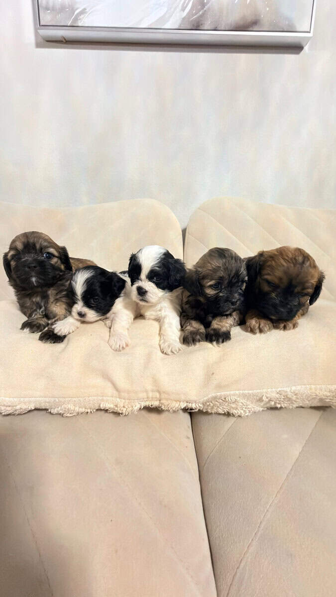 Shih Tzu Christmas-Ready Companions image 9