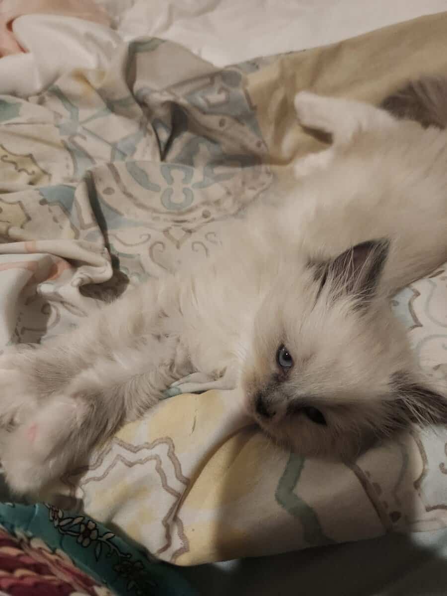 Blue Mitted long hair Ragdoll kitten 12 weeks $800 image 8