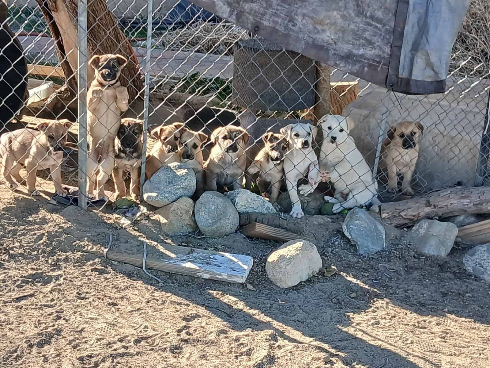 10 puppies for furever homes image 2