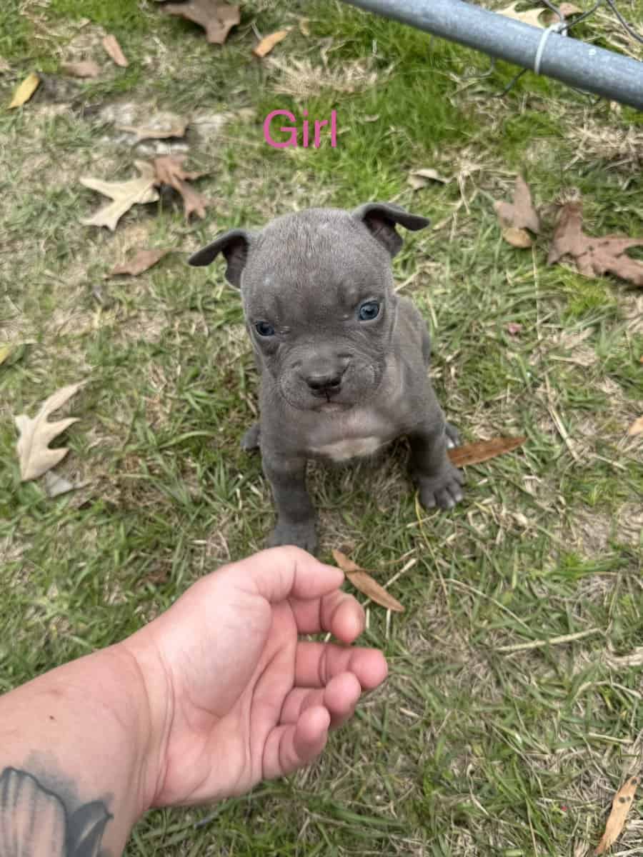 Blue pit puppies for sale! image 6