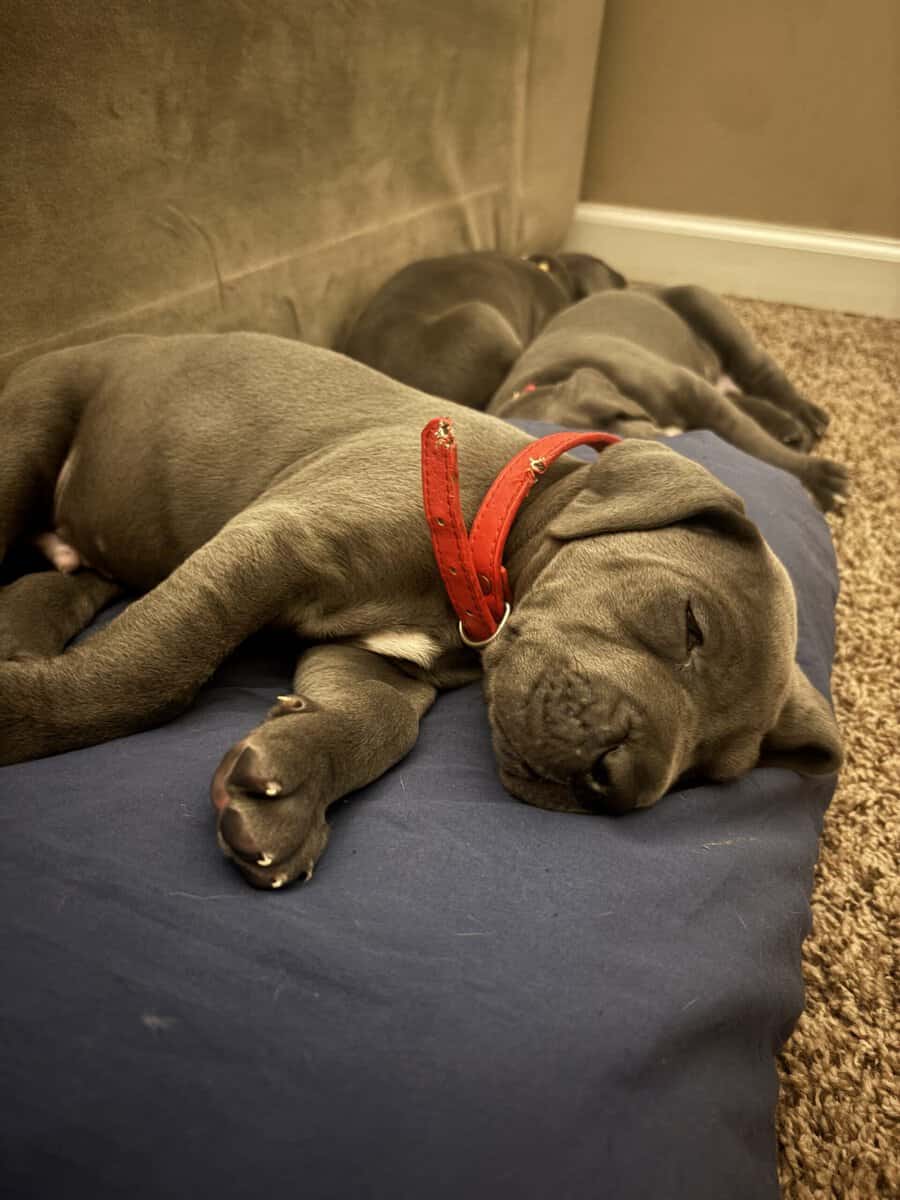 Great Dane puppies for sale image 2